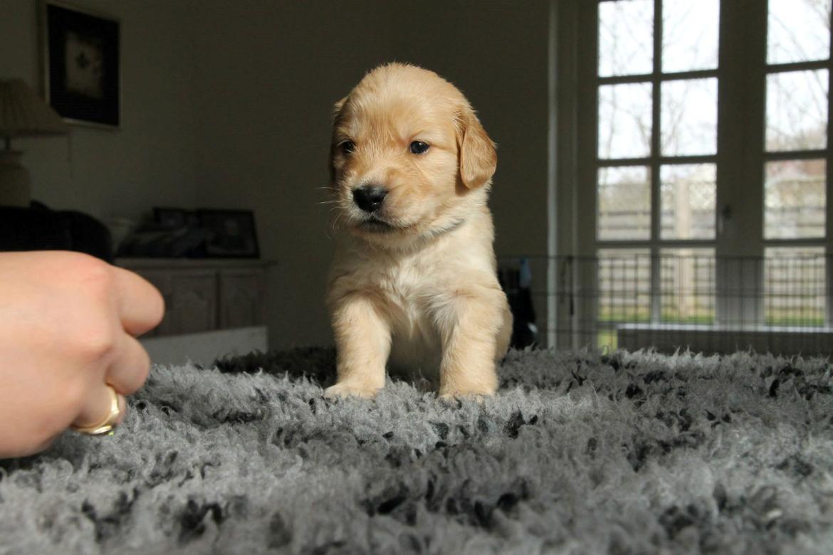 Golden retriever Carlo billede 50