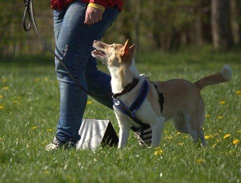 Podengo portugues medio Viola billede 2