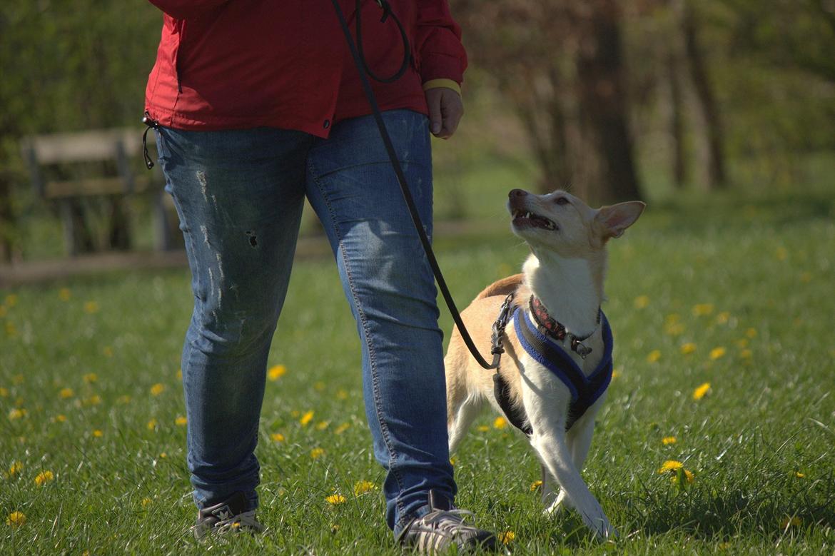 Podengo portugues medio Viola billede 3
