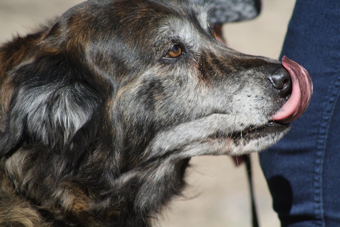 Blanding af racer Freja billede 7