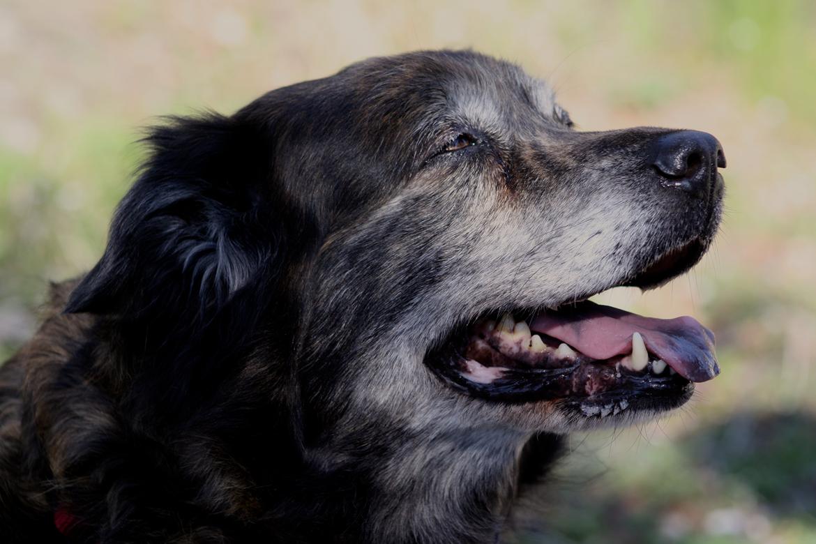 Blanding af racer Freja billede 9