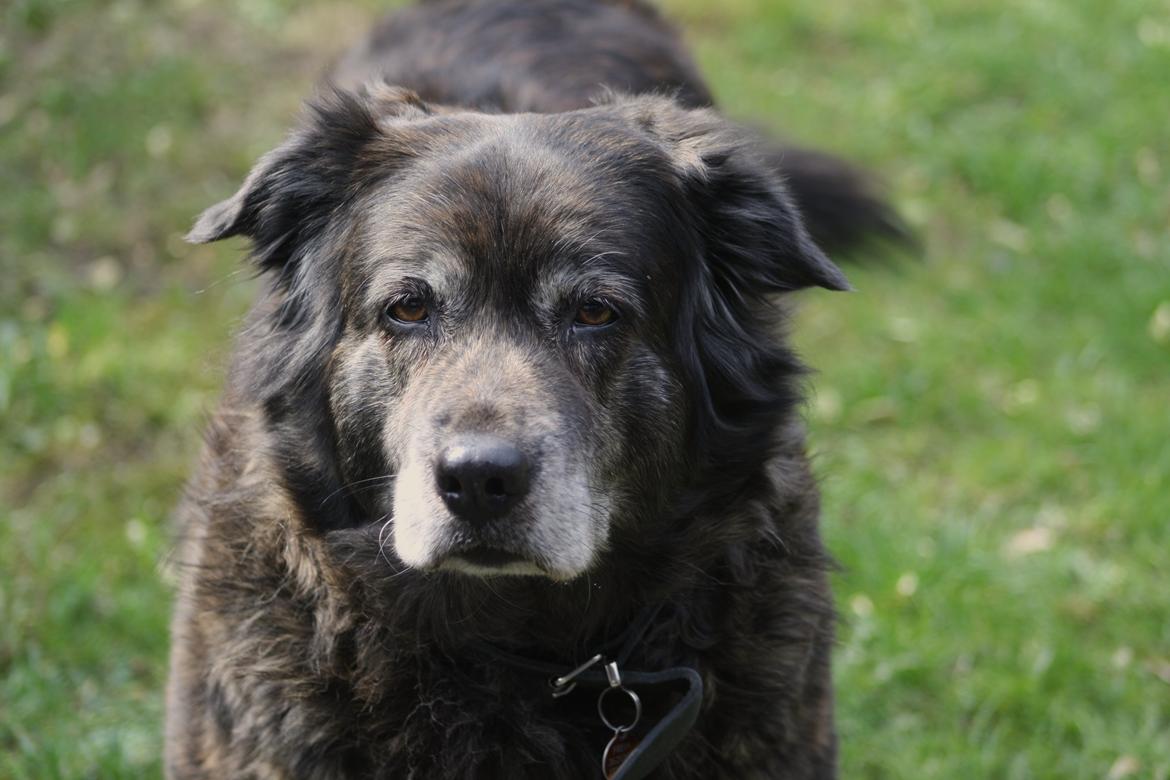 Blanding af racer Freja billede 8