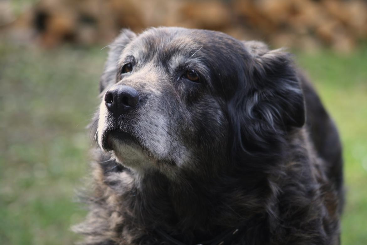 Blanding af racer Freja billede 6