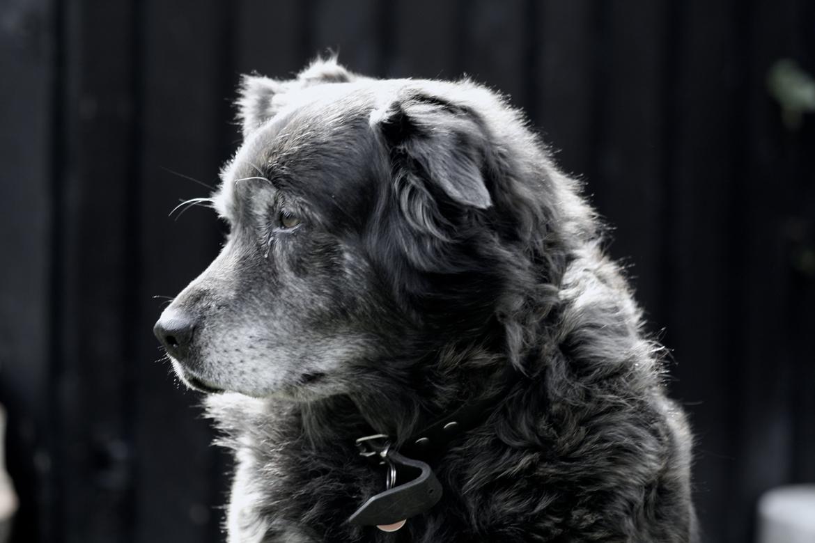 Blanding af racer Freja billede 10