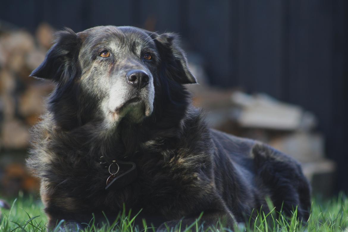 Blanding af racer Freja billede 5