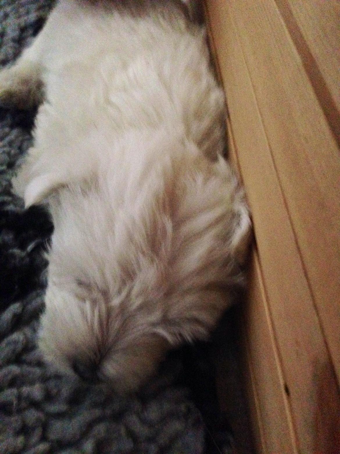 West highland white terrier Arnitslunds Royal Schaggy (Melvin) billede 2