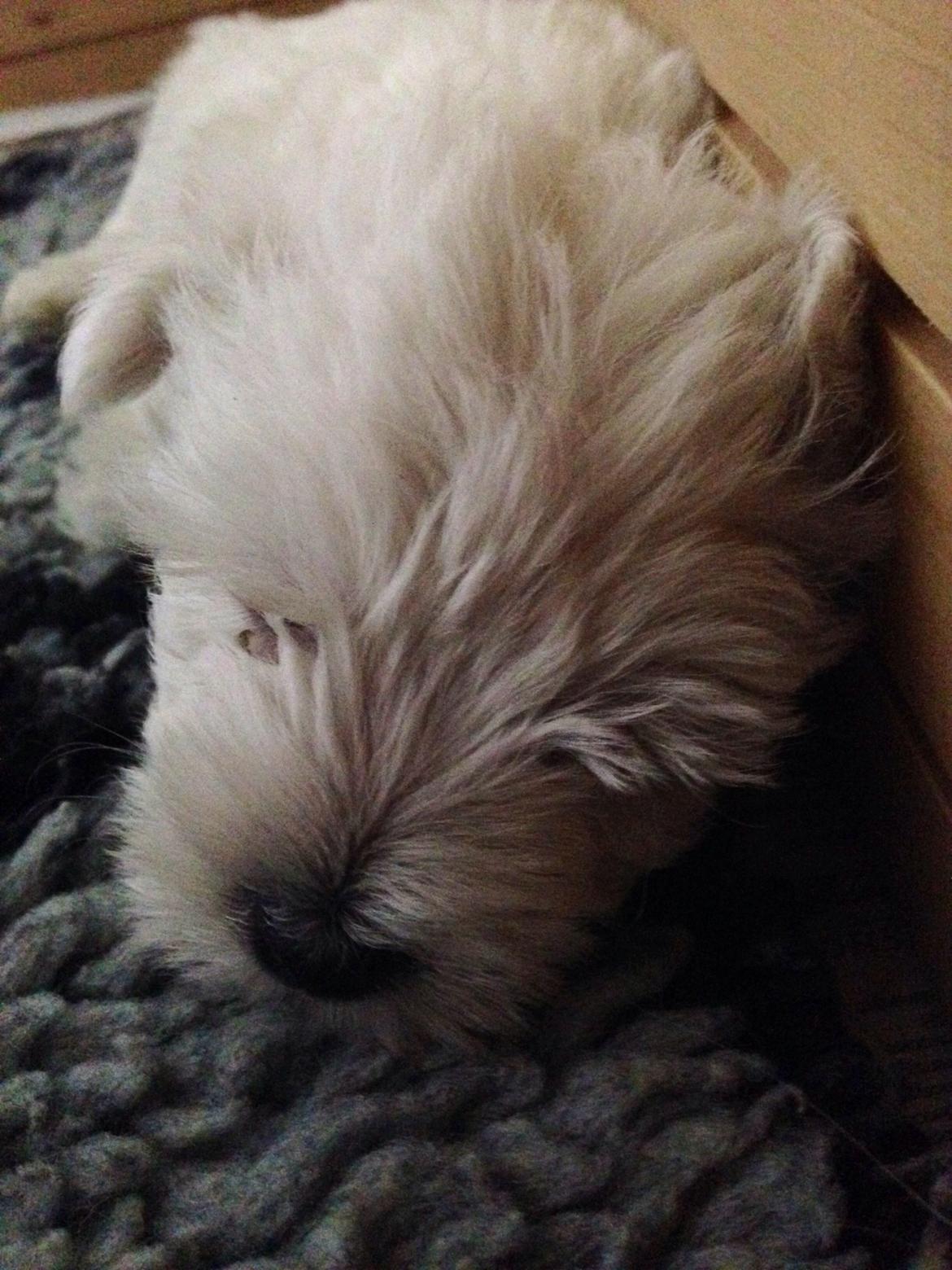 West highland white terrier Arnitslunds Royal Schaggy (Melvin) billede 4