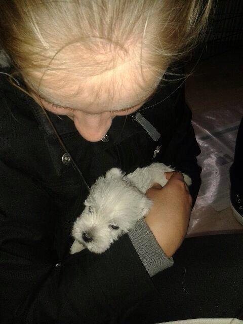 West highland white terrier Arnitslunds Royal Schaggy (Melvin) billede 5