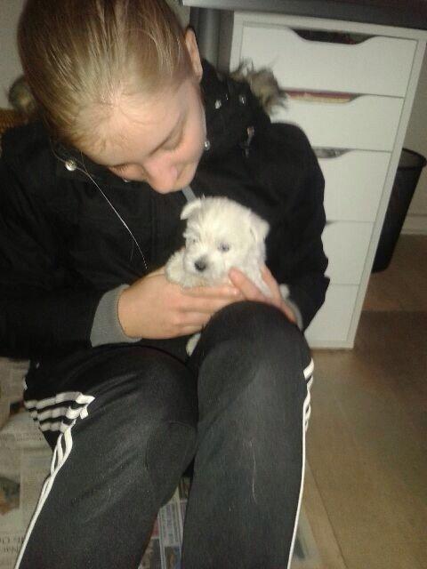 West highland white terrier Arnitslunds Royal Schaggy (Melvin) billede 6