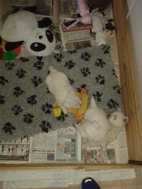 West highland white terrier Arnitslunds Royal Schaggy (Melvin) billede 8