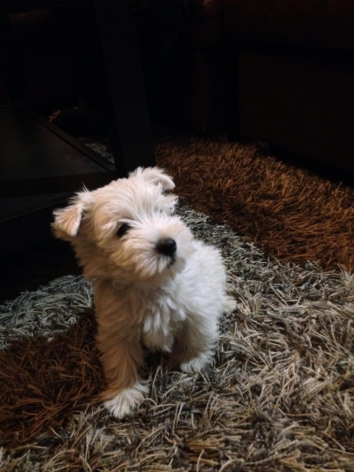 West highland white terrier Arnitslunds Royal Schaggy (Melvin) billede 9