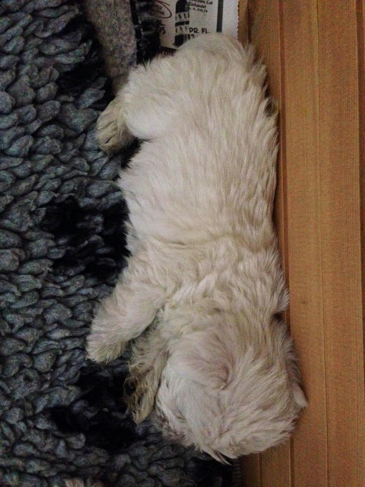 West highland white terrier Arnitslunds Royal Schaggy (Melvin) billede 3