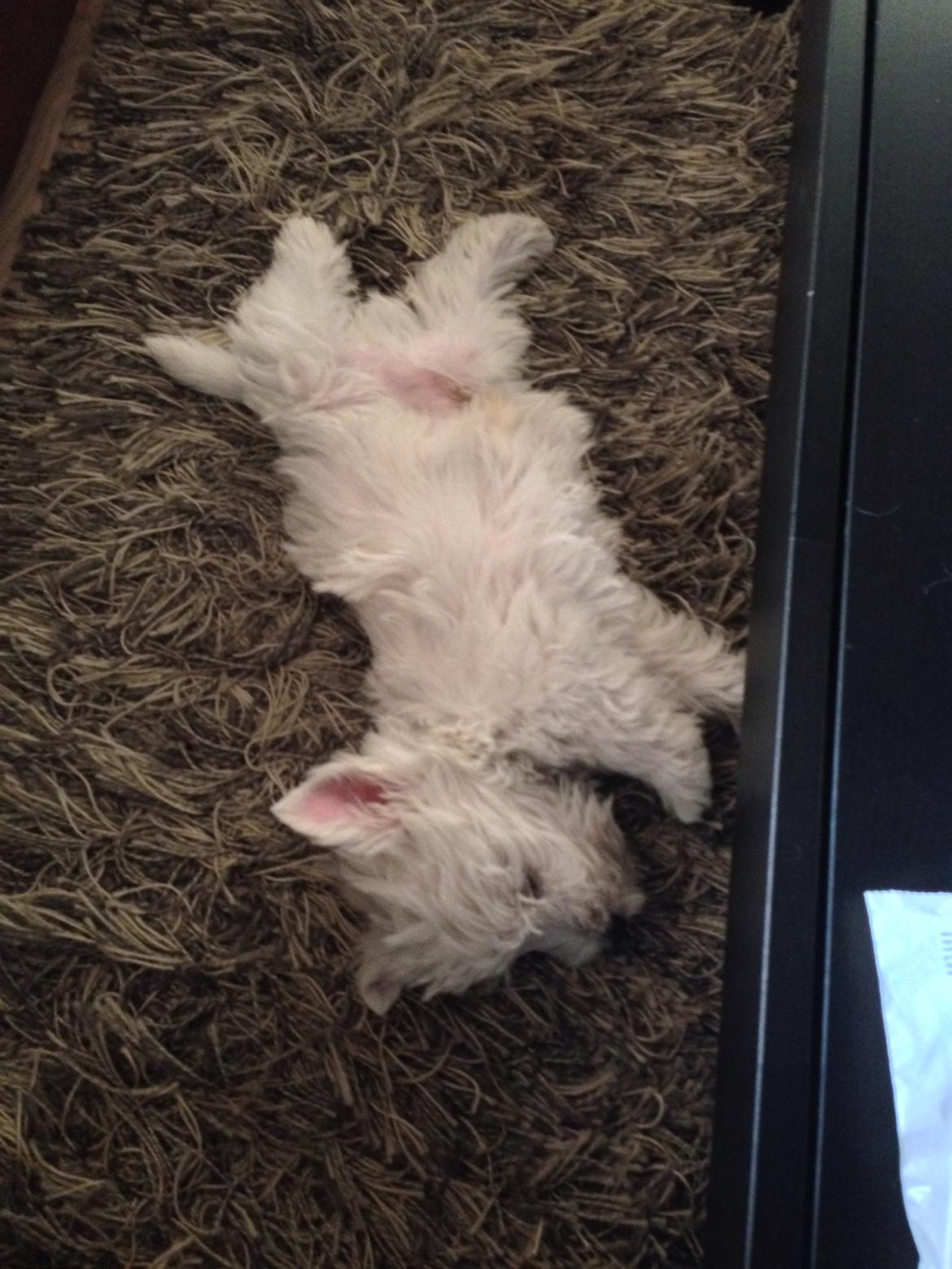 West highland white terrier Arnitslunds Royal Schaggy (Melvin) billede 11