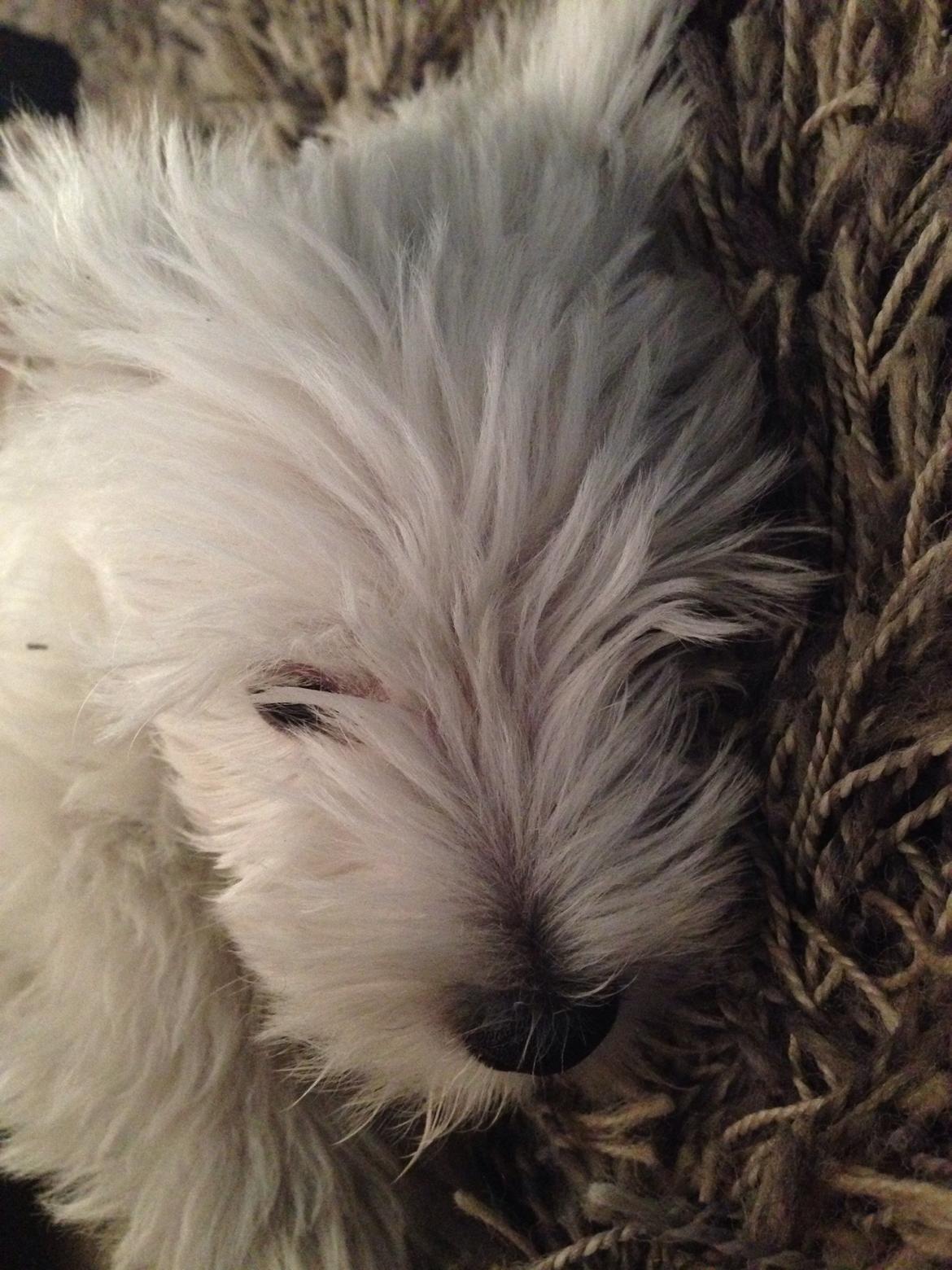 West highland white terrier Arnitslunds Royal Schaggy (Melvin) billede 10