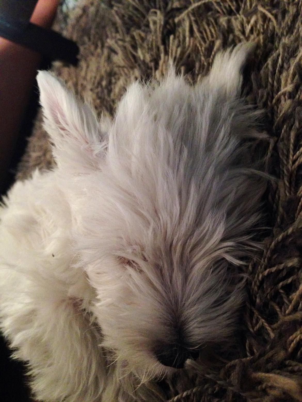 West highland white terrier Arnitslunds Royal Schaggy (Melvin) billede 14