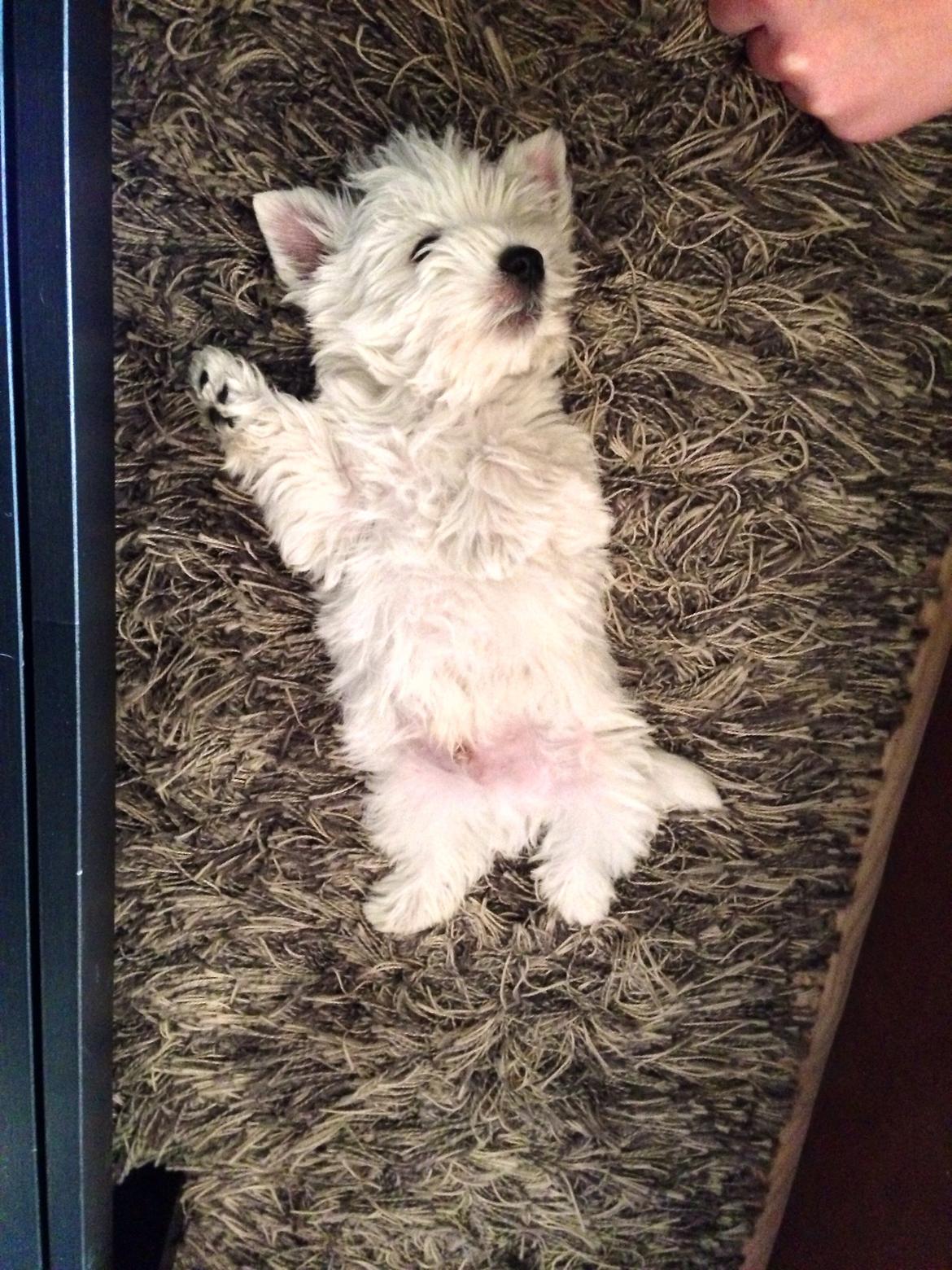 West highland white terrier Arnitslunds Royal Schaggy (Melvin) billede 13