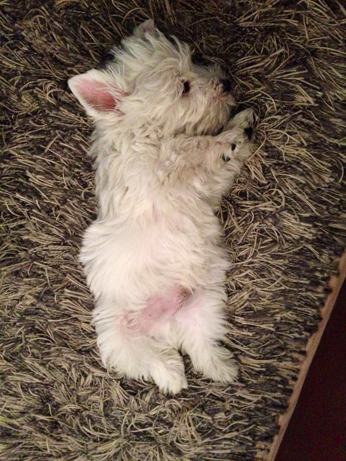 West highland white terrier Arnitslunds Royal Schaggy (Melvin) billede 15