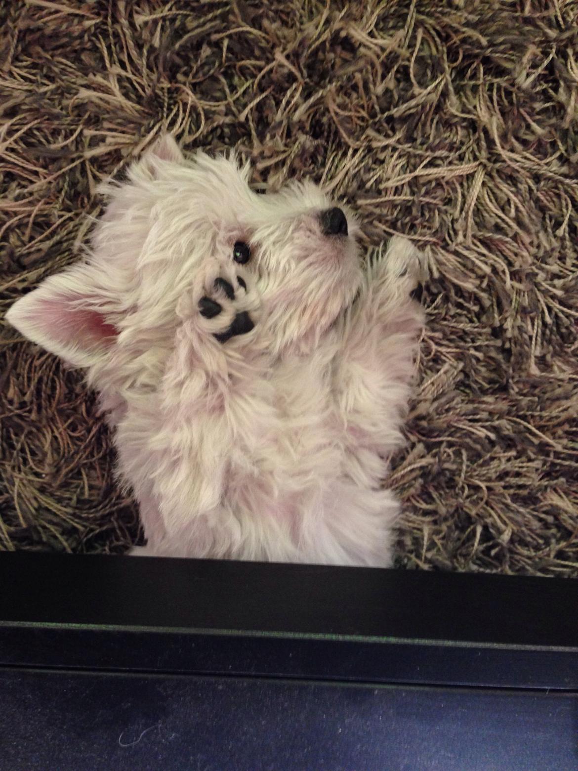 West highland white terrier Arnitslunds Royal Schaggy (Melvin) billede 16