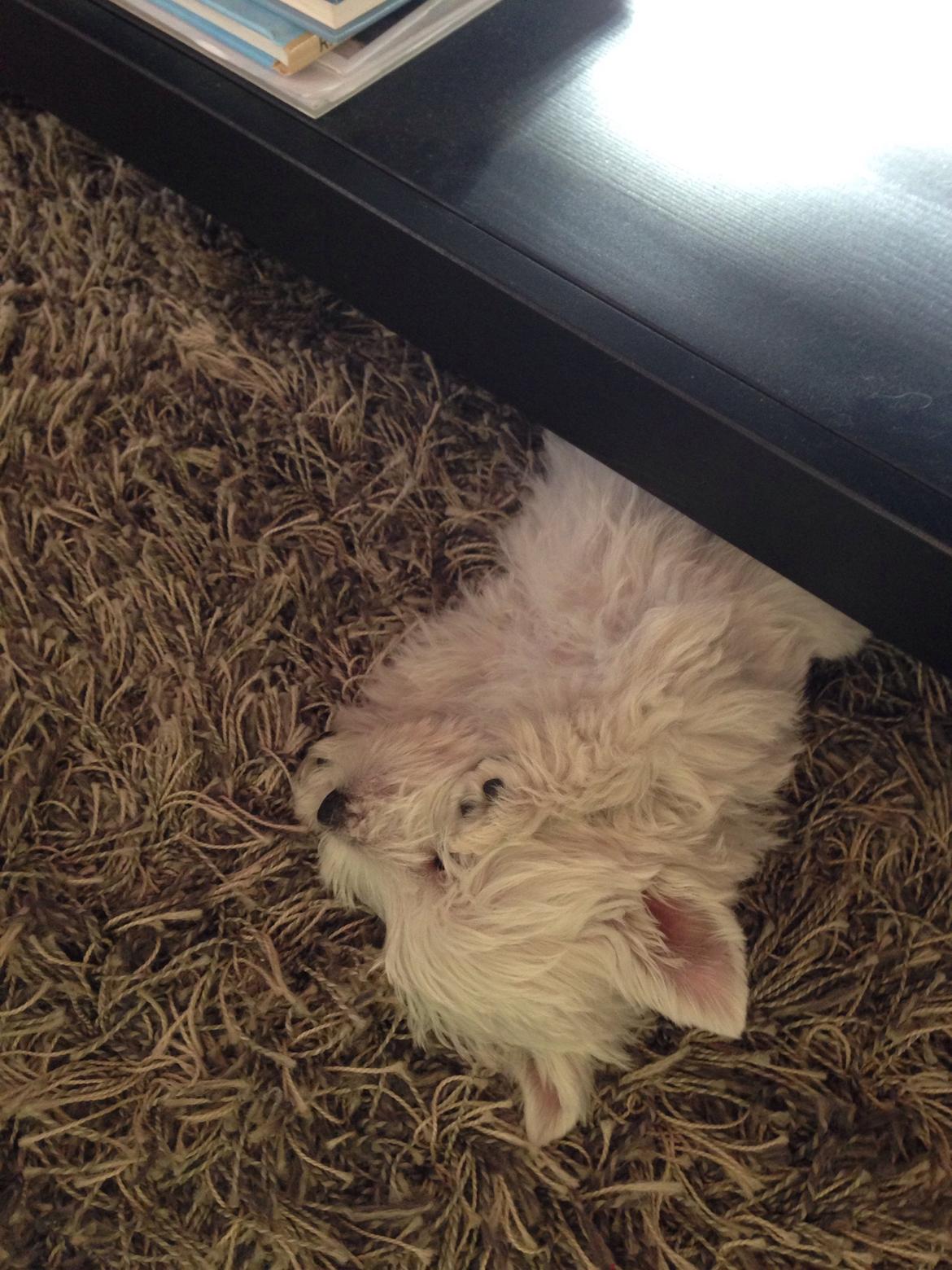 West highland white terrier Arnitslunds Royal Schaggy (Melvin) billede 17