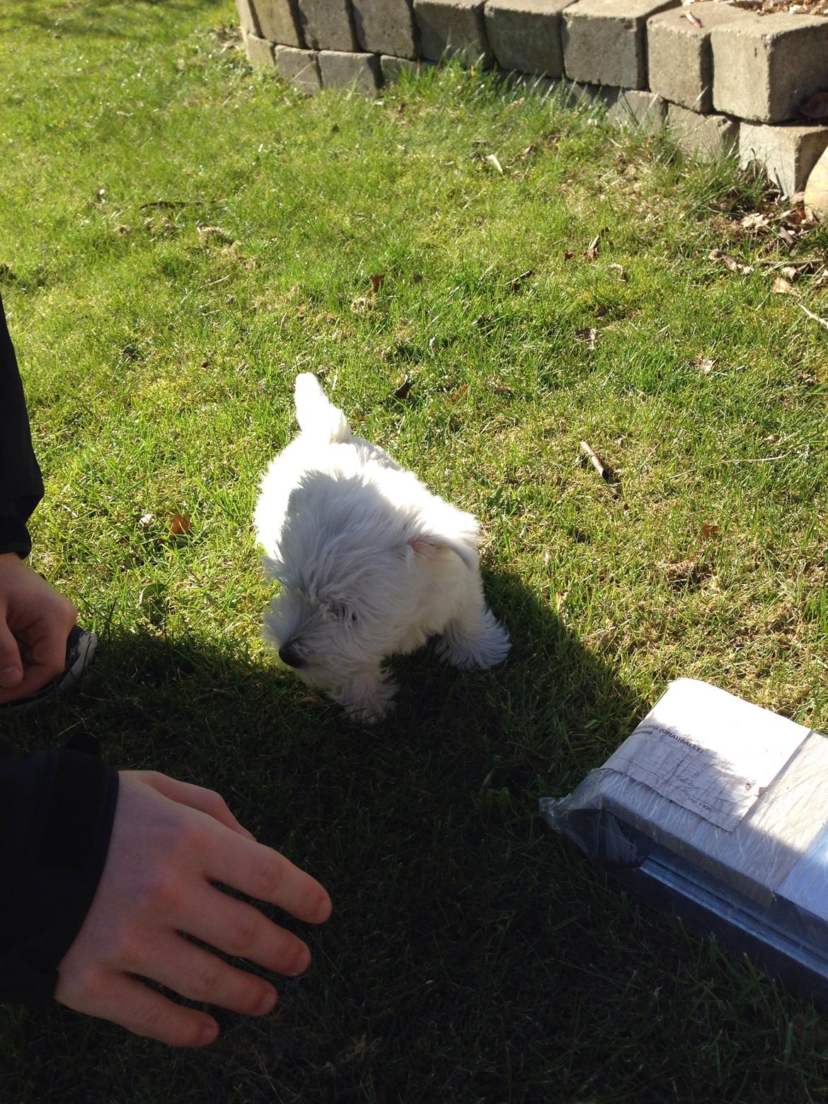 West highland white terrier Arnitslunds Royal Schaggy (Melvin) billede 20