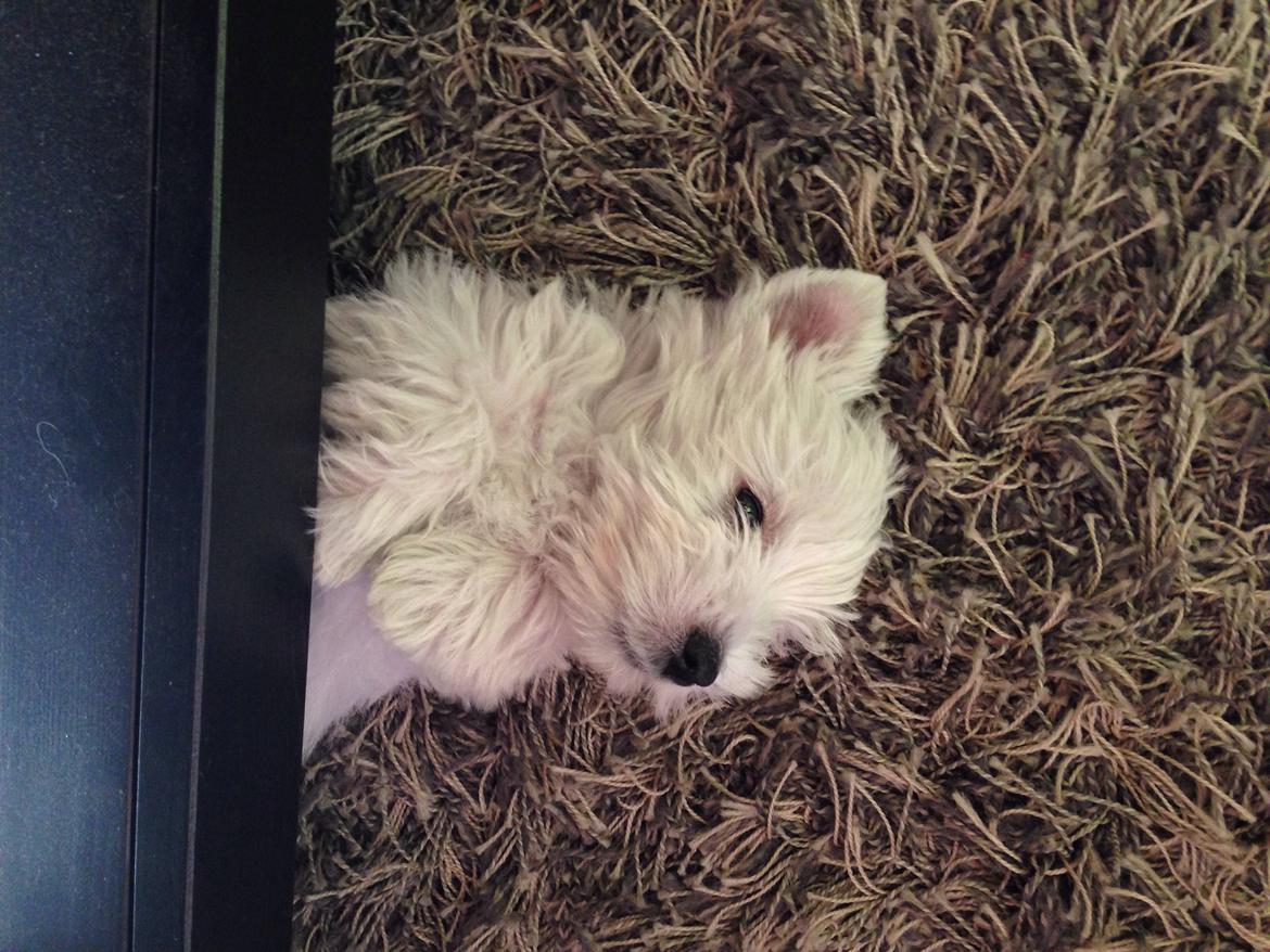 West highland white terrier Arnitslunds Royal Schaggy (Melvin) billede 19
