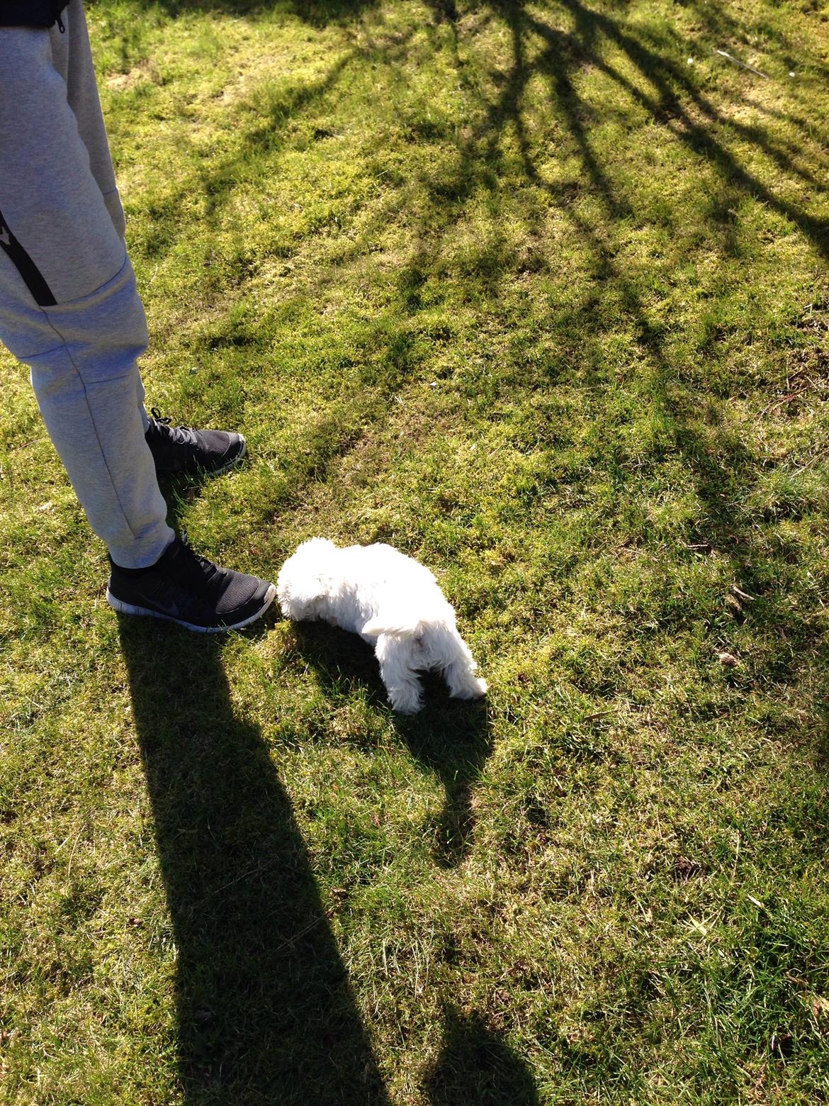 West highland white terrier Arnitslunds Royal Schaggy (Melvin) billede 22