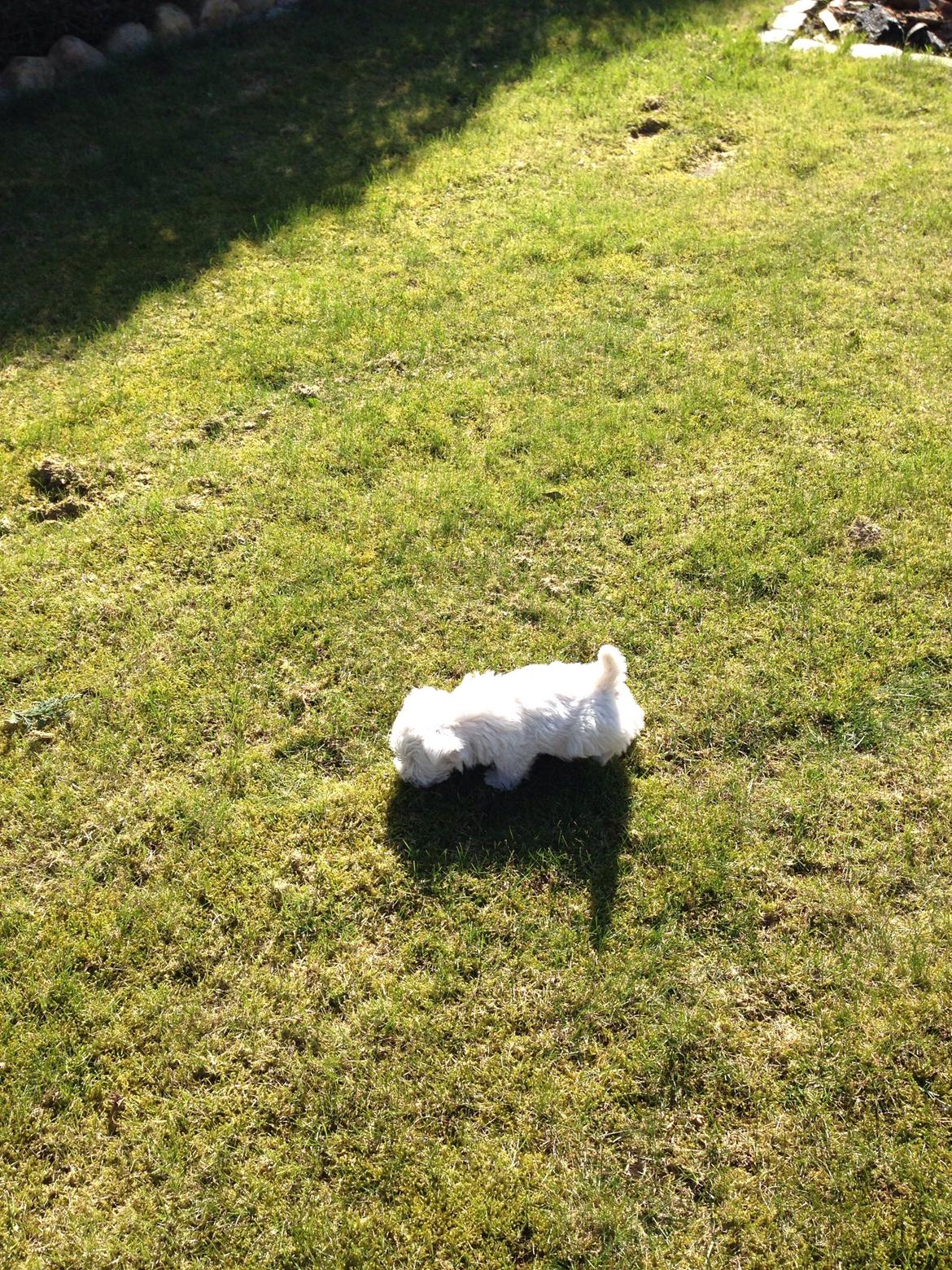 West highland white terrier Arnitslunds Royal Schaggy (Melvin) billede 21