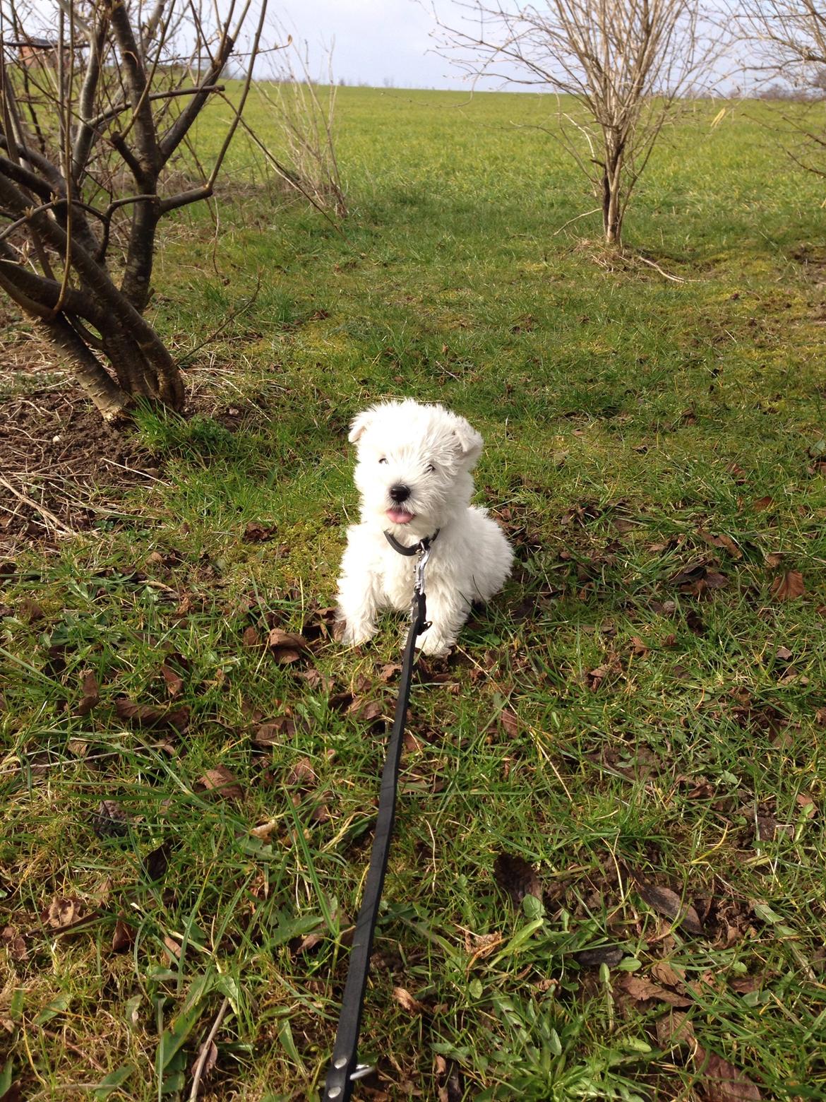 West highland white terrier Arnitslunds Royal Schaggy (Melvin) billede 24