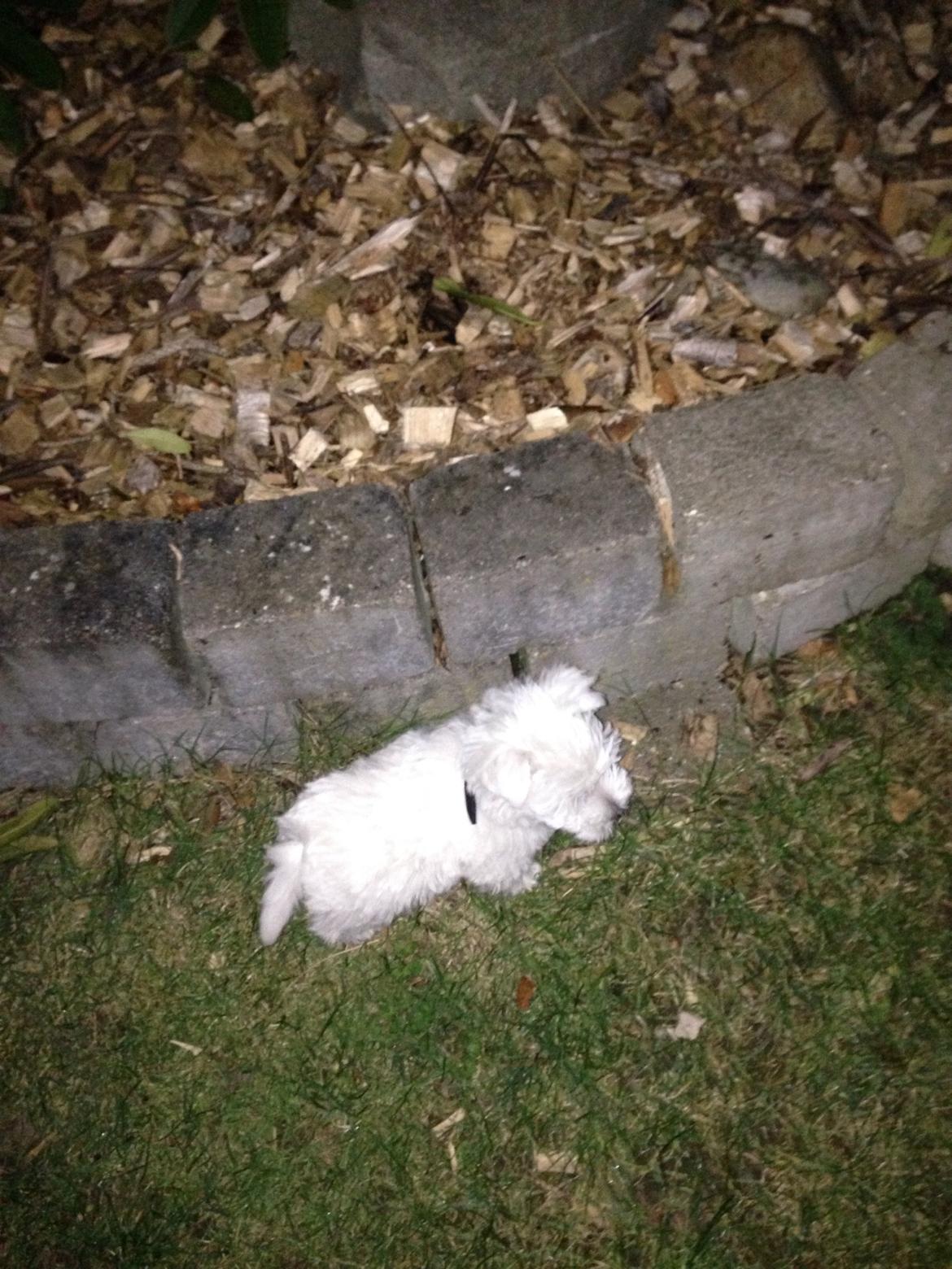 West highland white terrier Arnitslunds Royal Schaggy (Melvin) billede 25