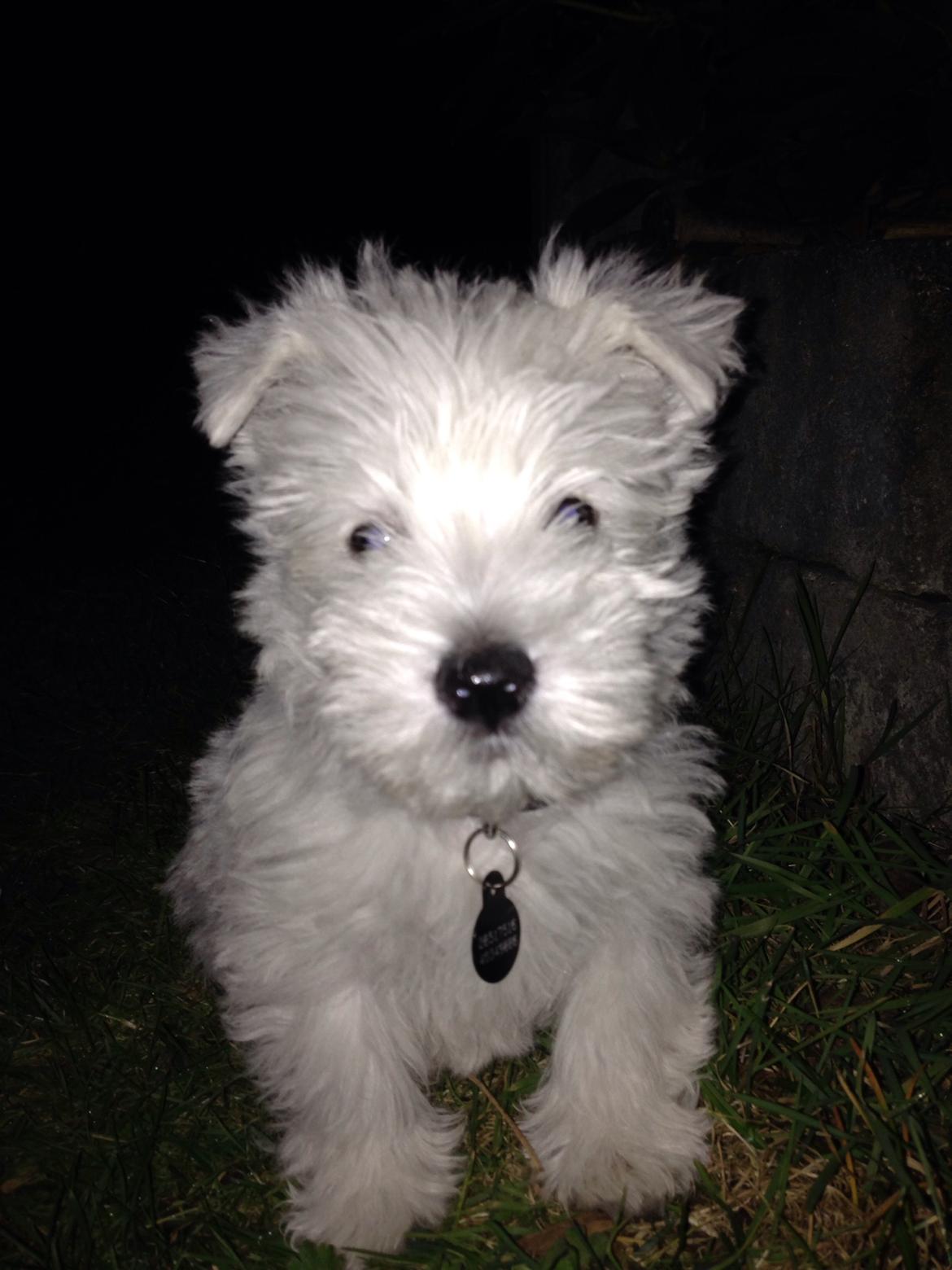 West highland white terrier Arnitslunds Royal Schaggy (Melvin) billede 26