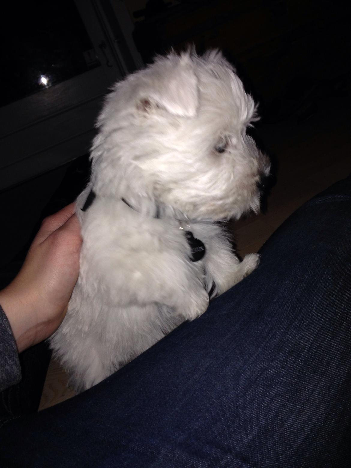 West highland white terrier Arnitslunds Royal Schaggy (Melvin) billede 27