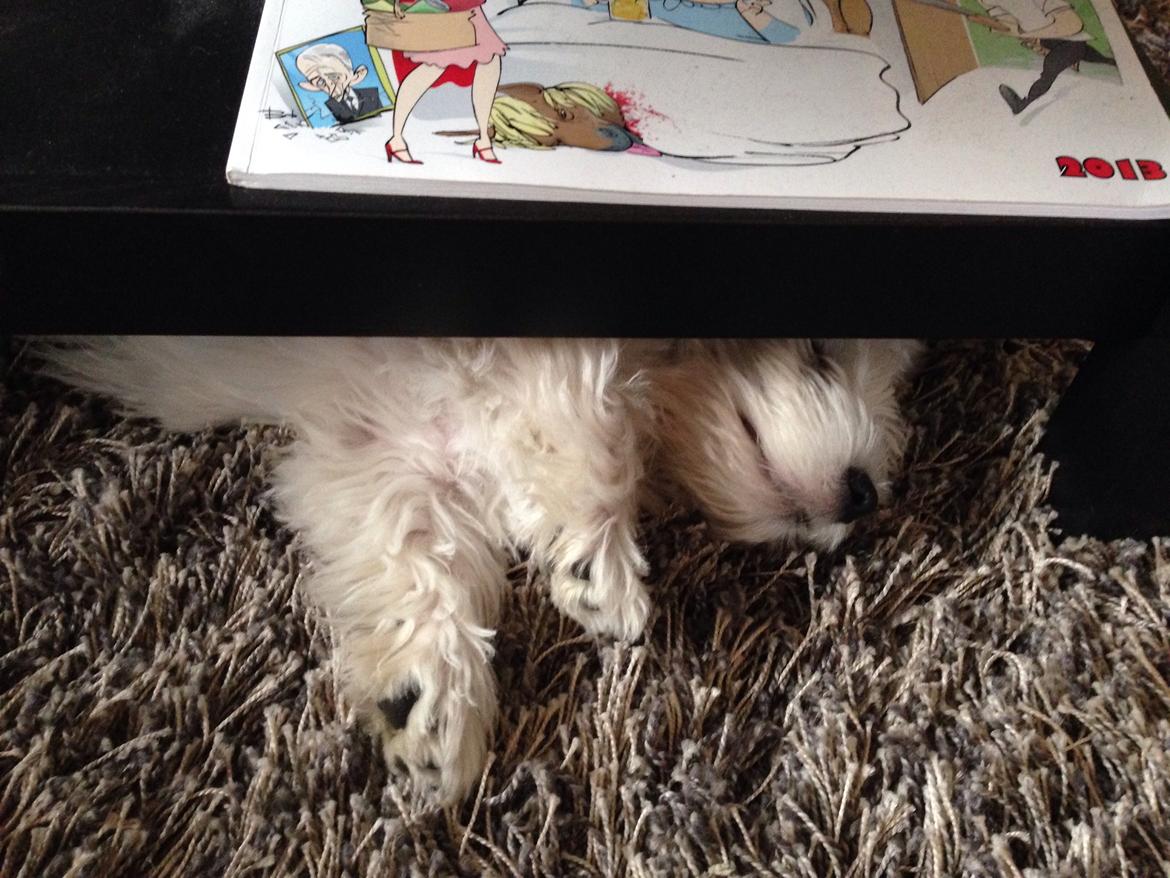 West highland white terrier Arnitslunds Royal Schaggy (Melvin) billede 29