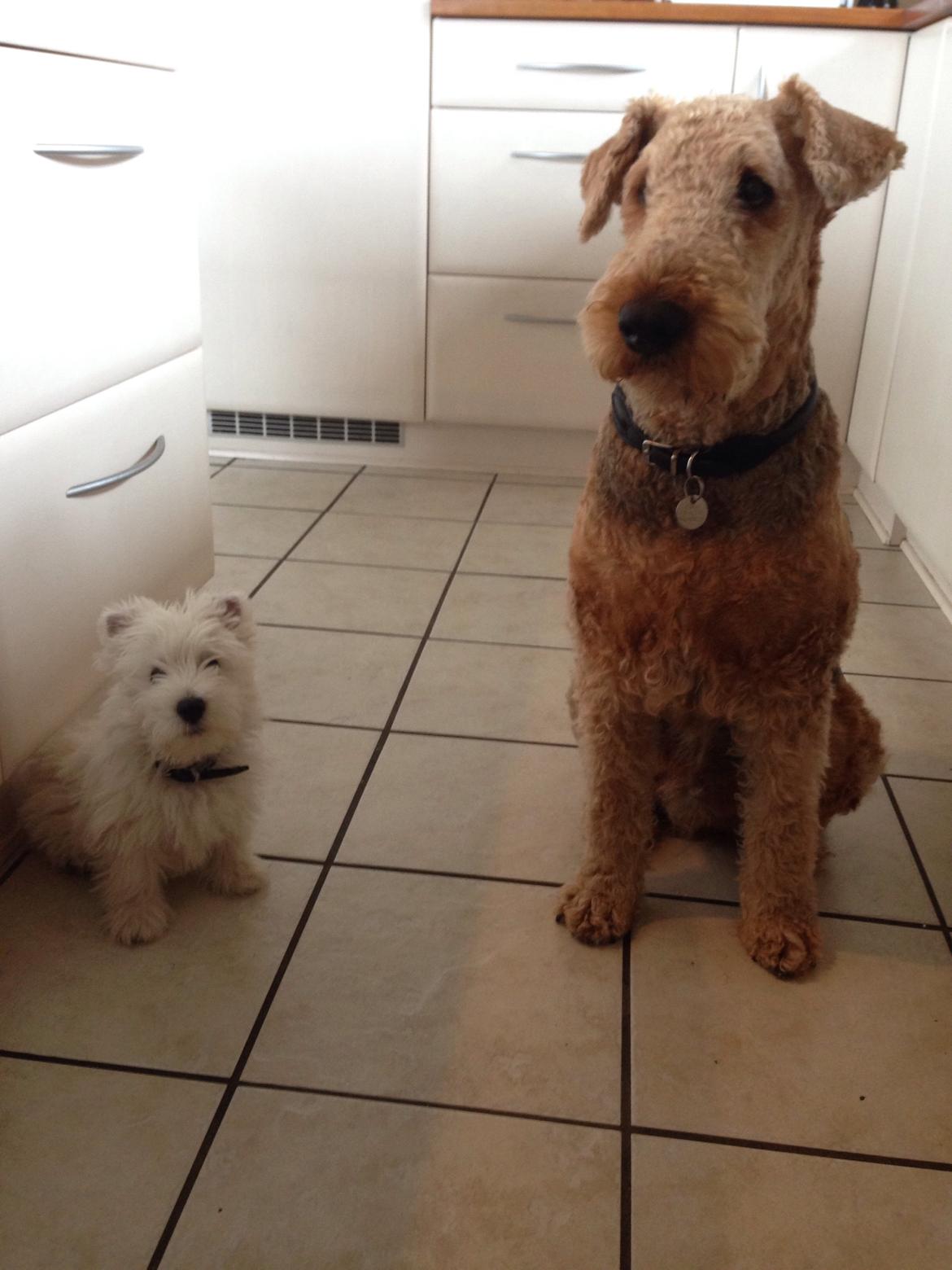 West highland white terrier Arnitslunds Royal Schaggy (Melvin) billede 30