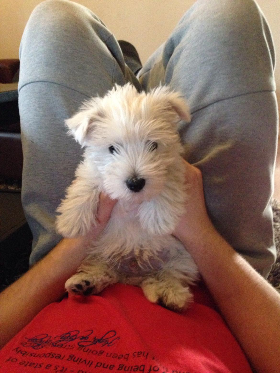 West highland white terrier Arnitslunds Royal Schaggy (Melvin) billede 28