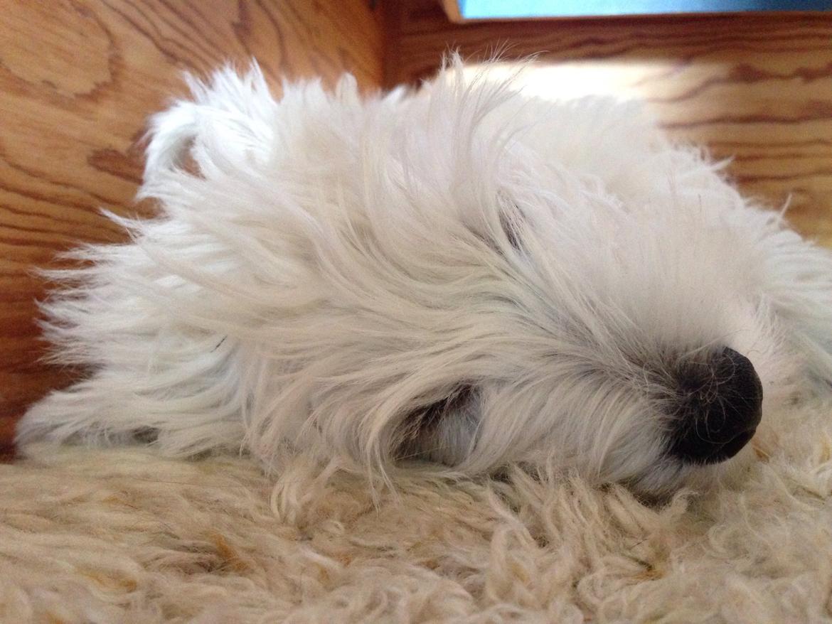 West highland white terrier Arnitslunds Royal Schaggy (Melvin) billede 32