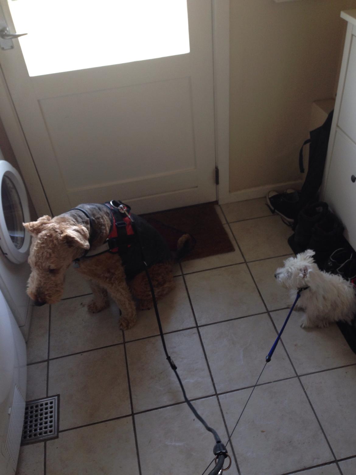 West highland white terrier Arnitslunds Royal Schaggy (Melvin) billede 31