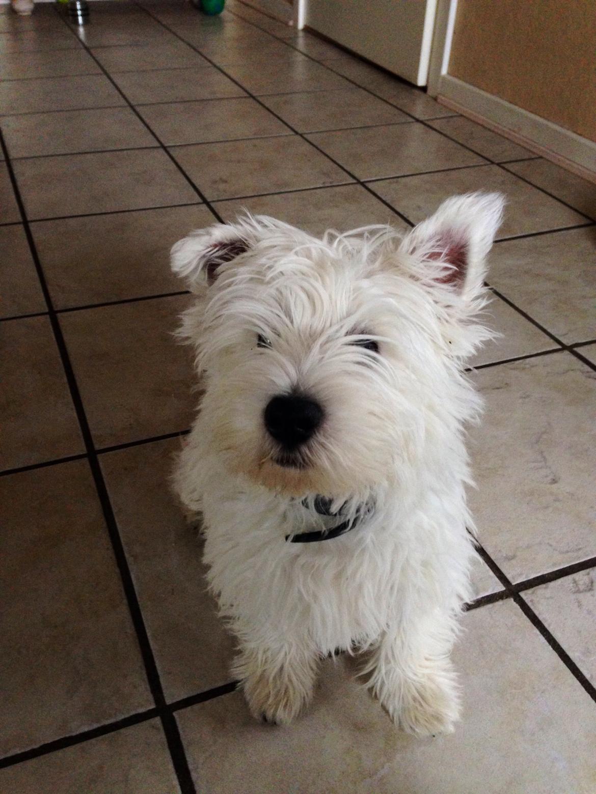 West highland white terrier Arnitslunds Royal Schaggy (Melvin) billede 33