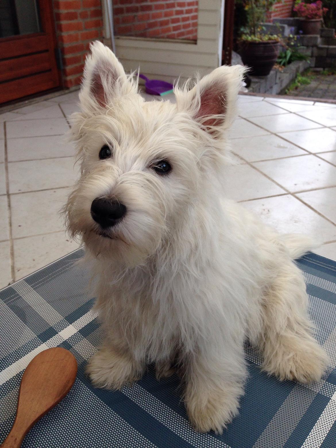 West highland white terrier Arnitslunds Royal Schaggy (Melvin) billede 34