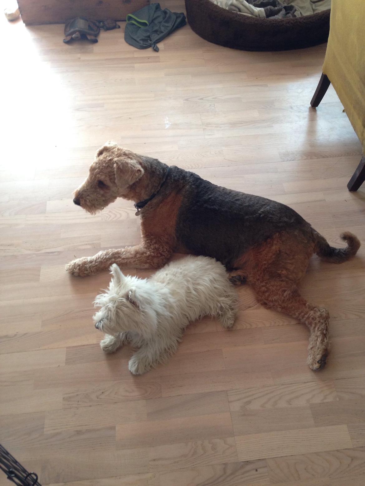 West highland white terrier Arnitslunds Royal Schaggy (Melvin) billede 35