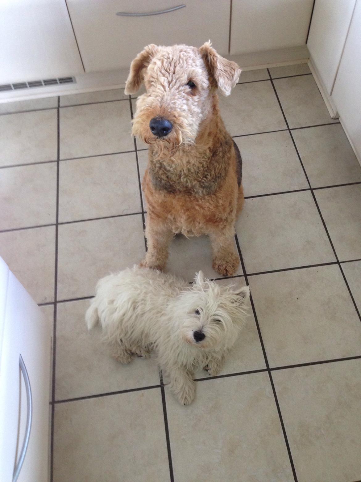 West highland white terrier Arnitslunds Royal Schaggy (Melvin) billede 36