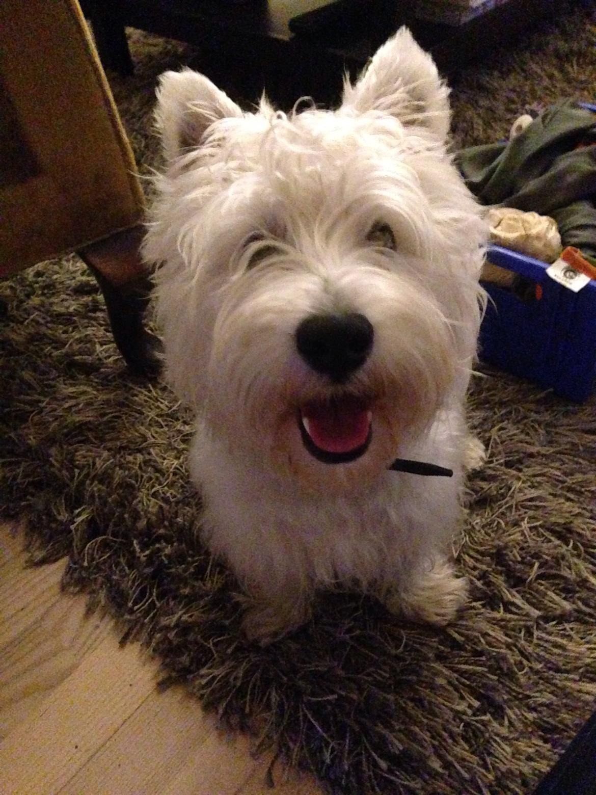 West highland white terrier Arnitslunds Royal Schaggy (Melvin) billede 37