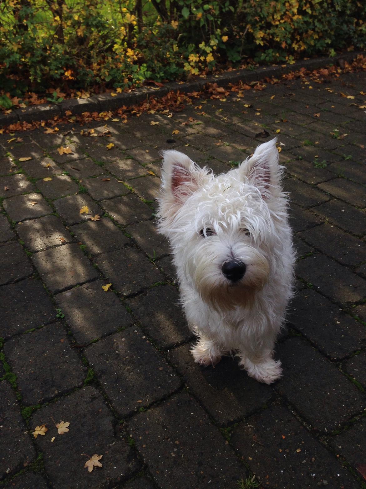 West highland white terrier Arnitslunds Royal Schaggy (Melvin) billede 38