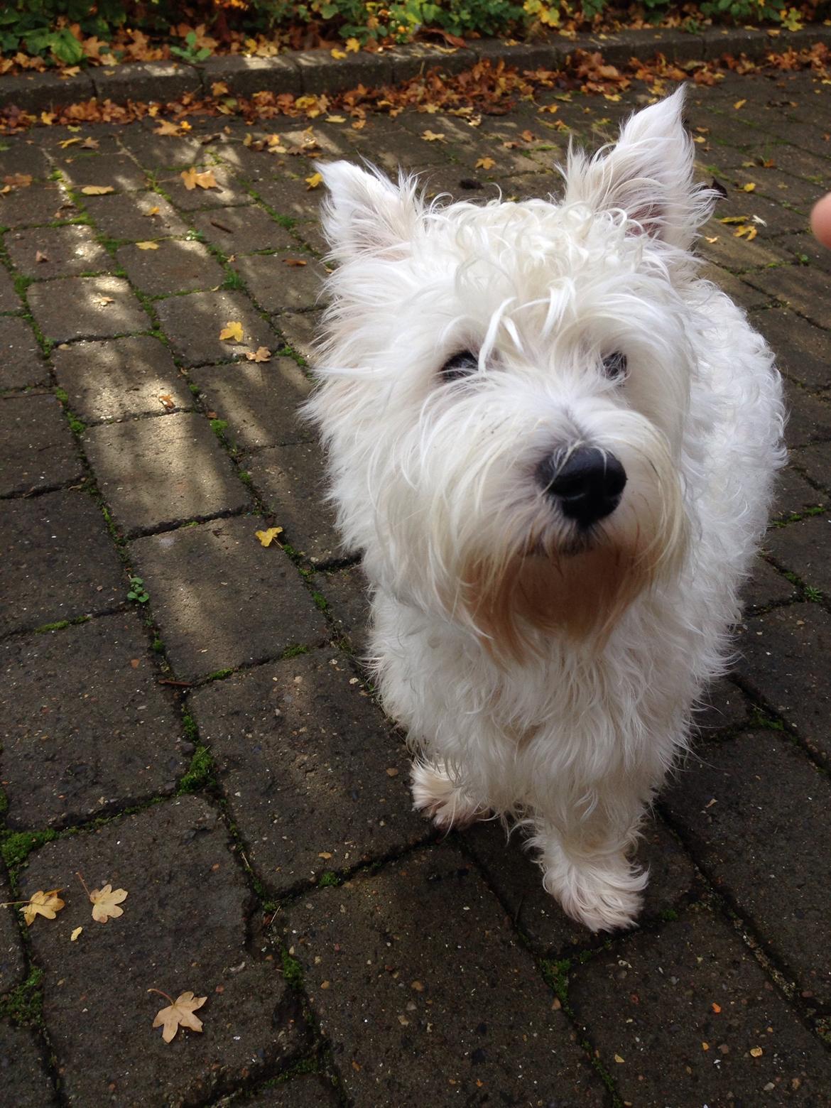 West highland white terrier Arnitslunds Royal Schaggy (Melvin) billede 39
