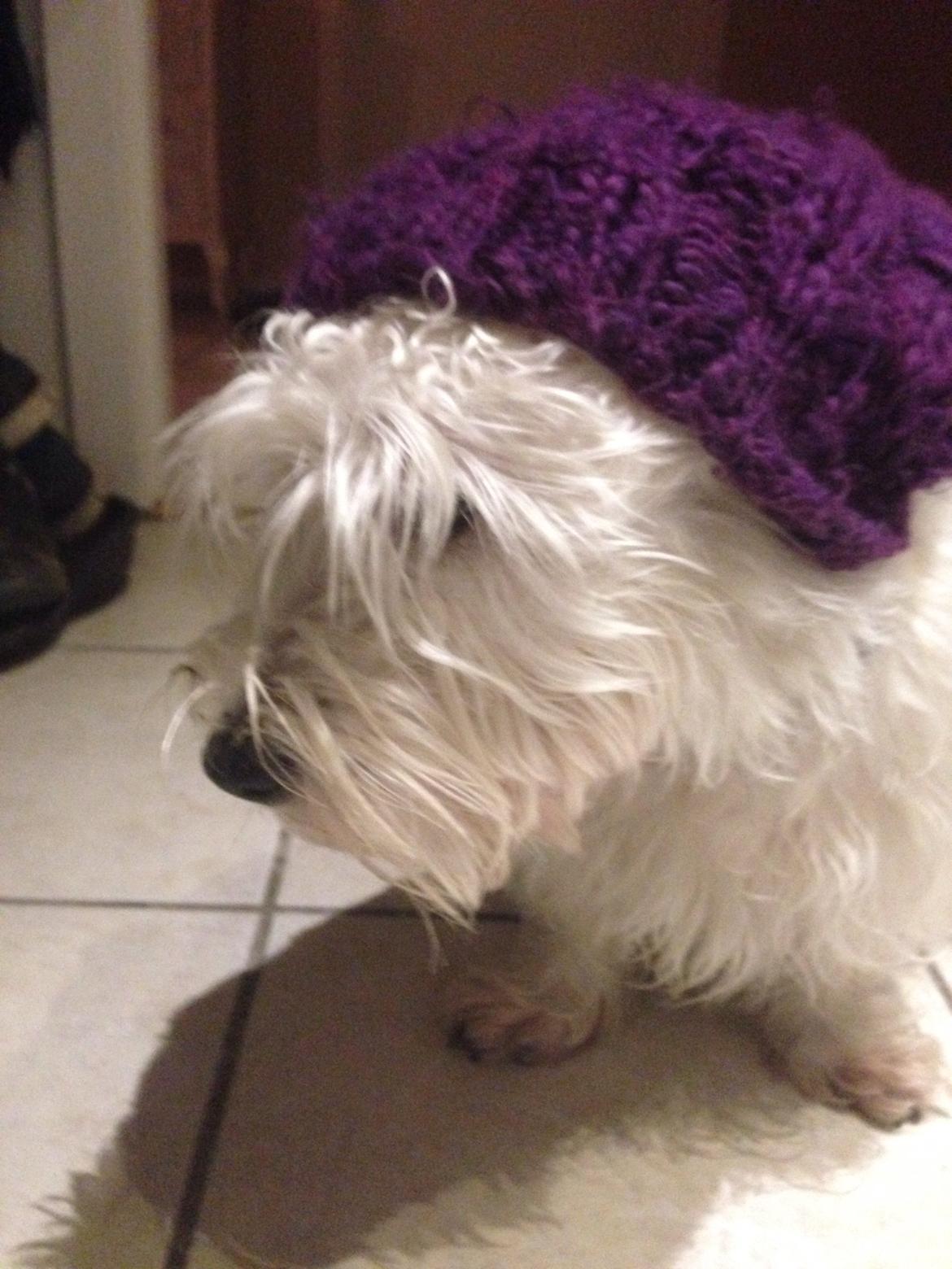 West highland white terrier Arnitslunds Royal Schaggy (Melvin) billede 40