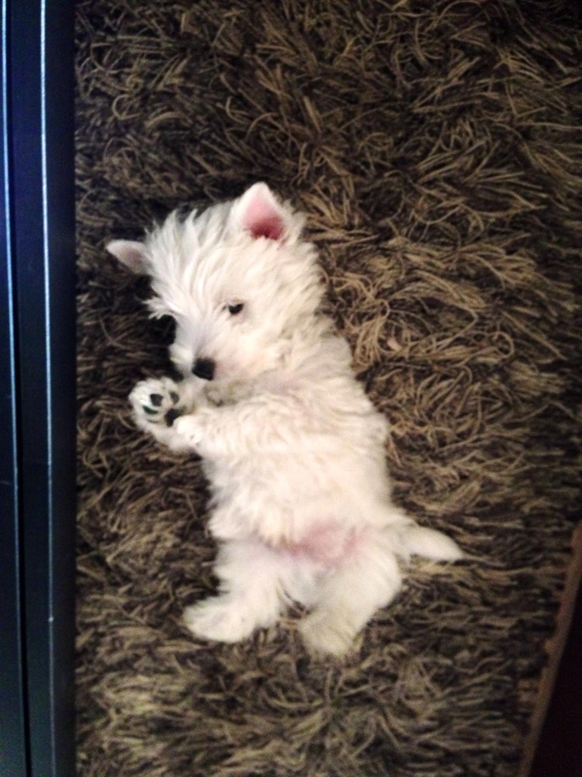 West highland white terrier Arnitslunds Royal Schaggy (Melvin) billede 12