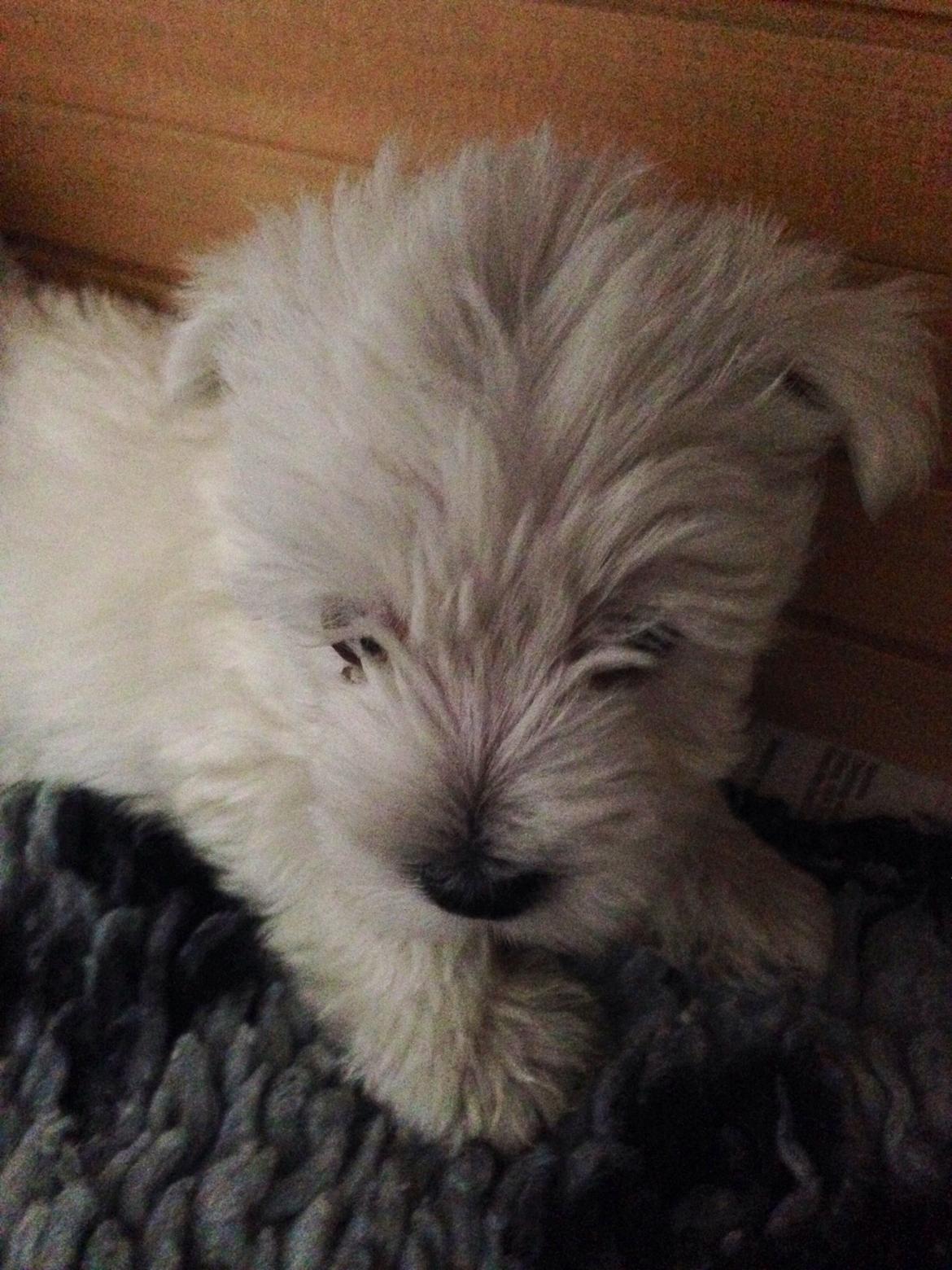 West highland white terrier Arnitslunds Royal Schaggy (Melvin) billede 1