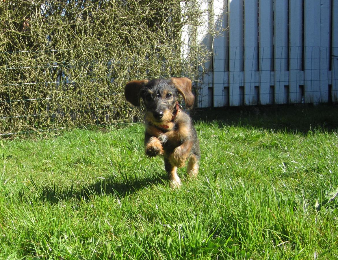 Gravhund Møffe - d. 18/4 - 2015: Møf i fuld firspring billede 17