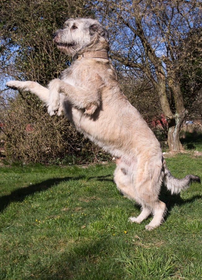 Irsk ulvehund Morgan - 17.04.2015, 3 års fødselsdag billede 14
