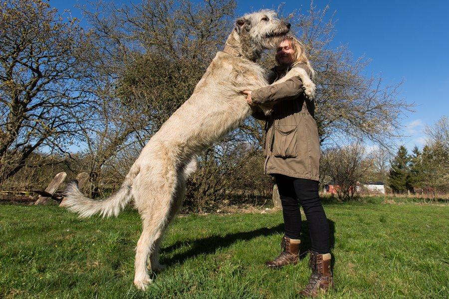 Irsk ulvehund Morgan - Krammer <3 17.04.2015, 3 års fødselsdag billede 4