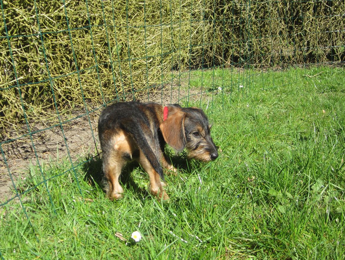 Gravhund Møffe billede 18